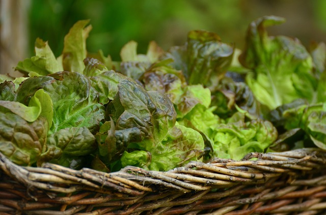 insalata-lattughino-pancialeggera