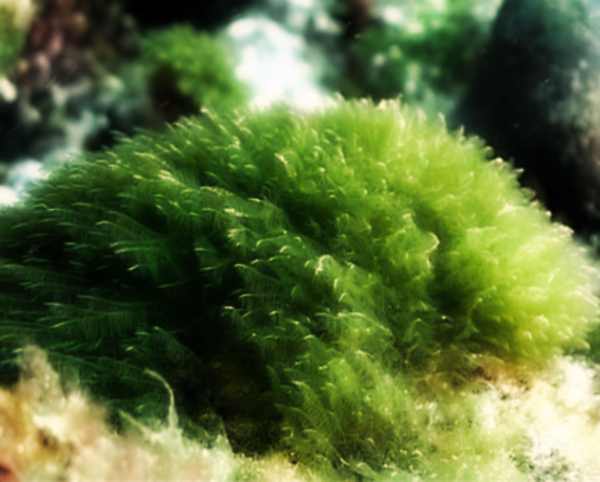 alga-klamath-pancialeggera