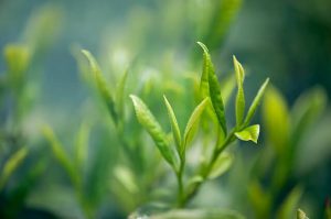 tè-verde-ingrediente-cerotti-dimagranti