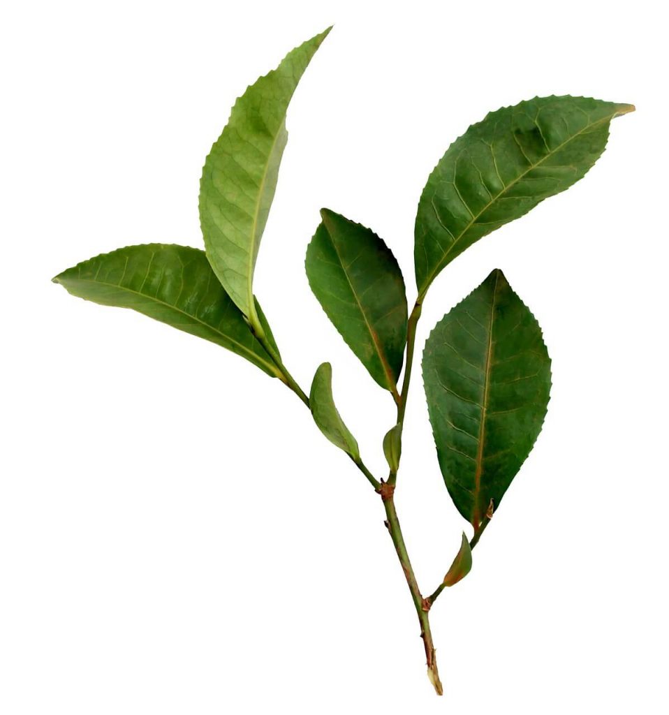 camellia-sinensis-differenze-fra-diversi-tipi-di-tè