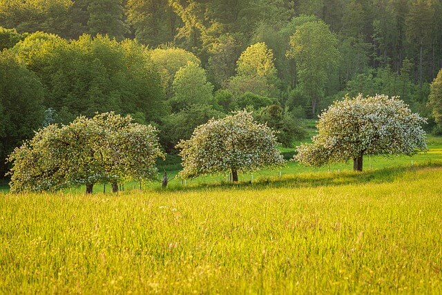 allergeni stagionali